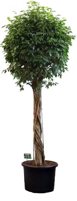 Treurvijg Op Stam (Ficus Benjamina 'Colomnar') D 60 H 280 Cm