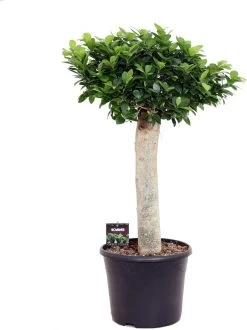 Vijgenboom Op Stam (Ficus Microcarpa) D 30 H 90 Cm