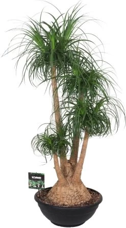 Olifantenpoot (Beaucarnea Recurvata) D 50 H 150 Cm