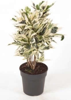 Croton (Codiaeum Variegatum 'Tamara') D 21 H 70 Cm