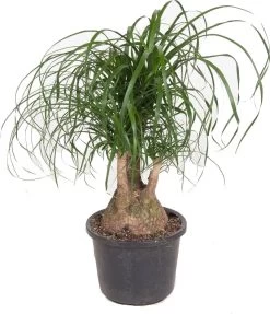 Olifantenpoot (Beaucarnea Recurvata) D 32 H 90 Cm