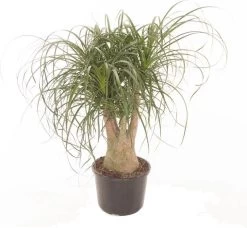Olifantenpoot (Beaucarnea Recurvata) D 27 H 70 Cm