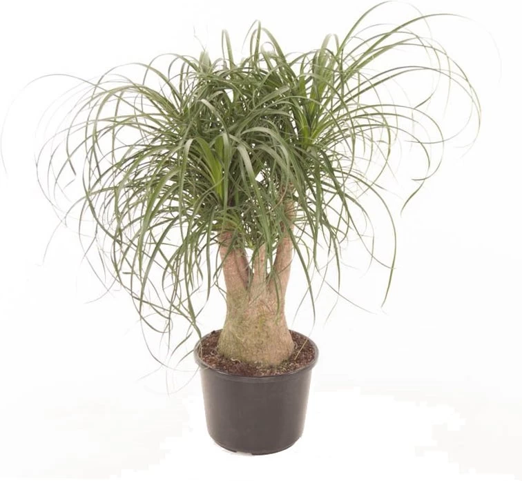 Olifantenpoot (Beaucarnea Recurvata) D 27 H 70 Cm 1 Olifantenpoot (Beaucarnea Recurvata) D 27 H 70 Cm