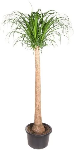 Olifantenpoot (Beaucarnea Recurvata) D 38 H 170 Cm