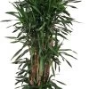 Drakenbloedboom (Dracaena Fragrans 'Riki') D 35 H 170 Cm