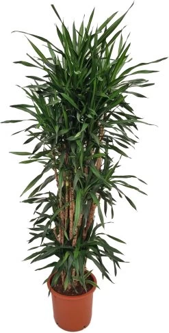 Drakenbloedboom (Dracaena Fragrans 'Riki') D 35 H 170 Cm