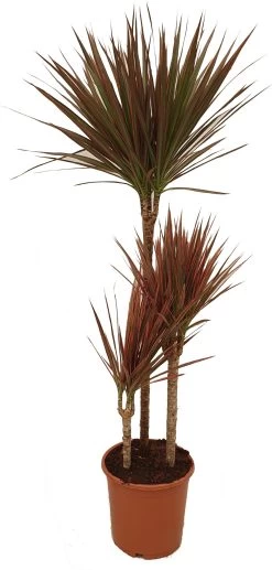 Drakenbloedboom (Dracaena Marginata 'Colorama') D 21 H 110 Cm