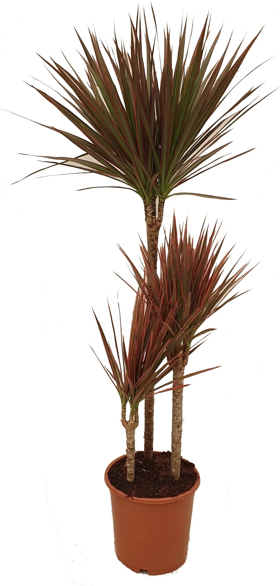 Drakenbloedboom (Dracaena Marginata 'Colorama') D 21 H 110 Cm 1 Drakenbloedboom (Dracaena Marginata 'Colorama') D 21 H 110 Cm