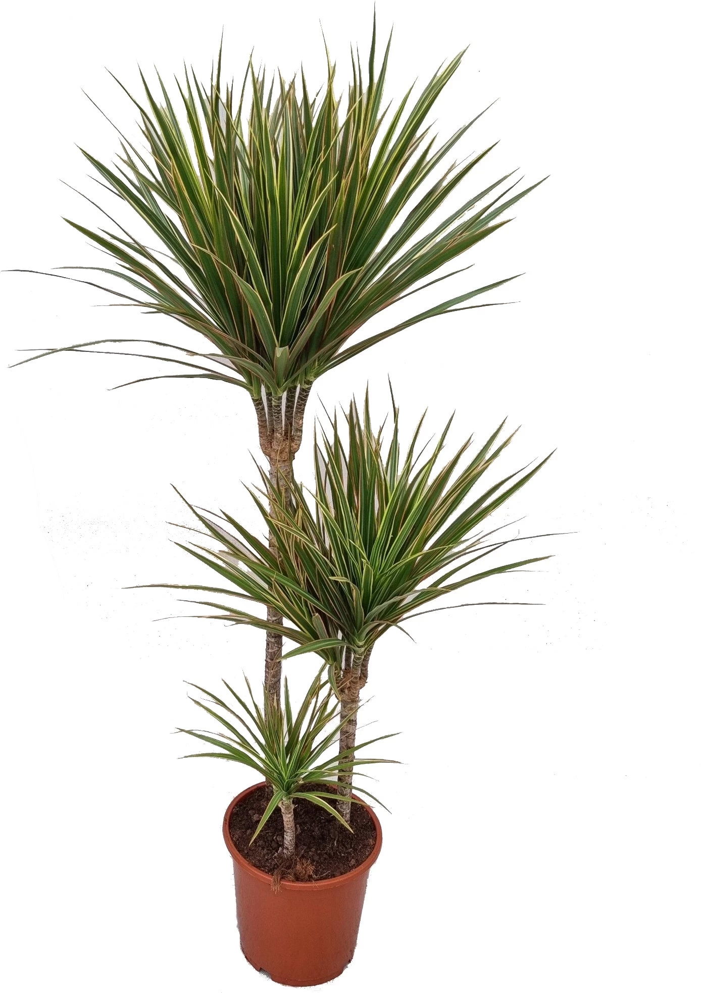 Drakenbloedboom (Dracaena Marginata 'Rainbow') D 21 H 110 Cm 1 Drakenbloedboom (Dracaena Marginata 'Rainbow') D 21 H 110 Cm