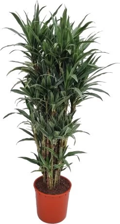 Drakenbloedboom (Dracaena Fragrans 'Warneckei') D 35 H 170 Cm