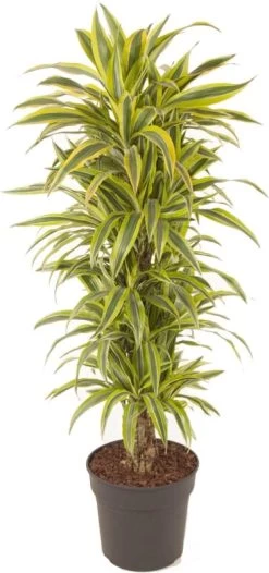 Drakenbloedboom (Dracaena Fragrans 'Lemon Lime') D 31 H 130 Cm