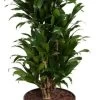Drakenbloedboom (Dracaena Fragrans 'Compacta') D 27 H 100 Cm