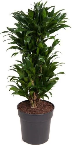 Drakenbloedboom (Dracaena Fragrans 'Compacta') D 27 H 100 Cm