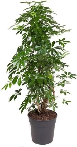 Vingersboom (Schefflera Arboricola 'Compacta') D 31 H 140 Cm