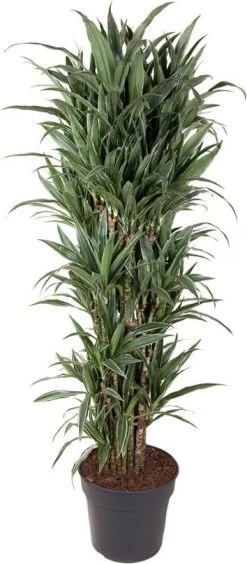 Drakenbloedboom (Dracaena Fragrans 'Warneckei') D 34 H 160 Cm