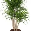 Drakenbloedboom (Dracaena Reflexa 'Anita') D 27 H 110 Cm
