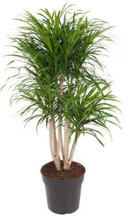 Drakenbloedboom (Dracaena Reflexa 'Anita') D 27 H 110 Cm
