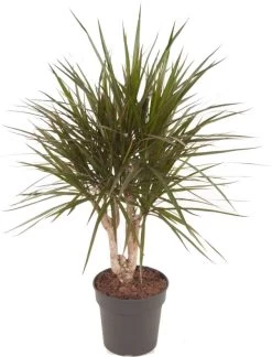 Drakenbloedboom (Dracaena Marginata) D 21 H 80 Cm