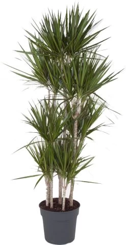 Drakenbloedboom (Dracaena Marginata) D 34 H 180 Cm