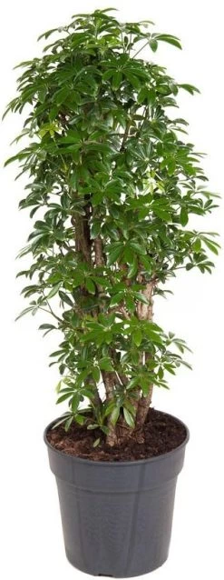 Vingersboom (Schefflera Arboricola 'Luseana') D 27 H 100 Cm