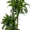 Drakenbloedboom (Dracaena Fragrans 'Dorado') D 27 H 140 Cm