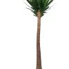 Yucca (Yucca Elephantipes) D 40 H 250 Cm