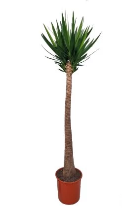 Yucca (Yucca Elephantipes) D 40 H 250 Cm