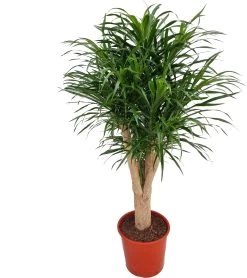 Drakenbloedboom (Draceana Reflexa 'Anita') D 27 H 120 Cm