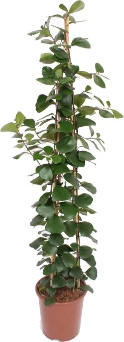 Vijgenboom (Ficus natalensis 'Trinova') D 27 H 150 Cm