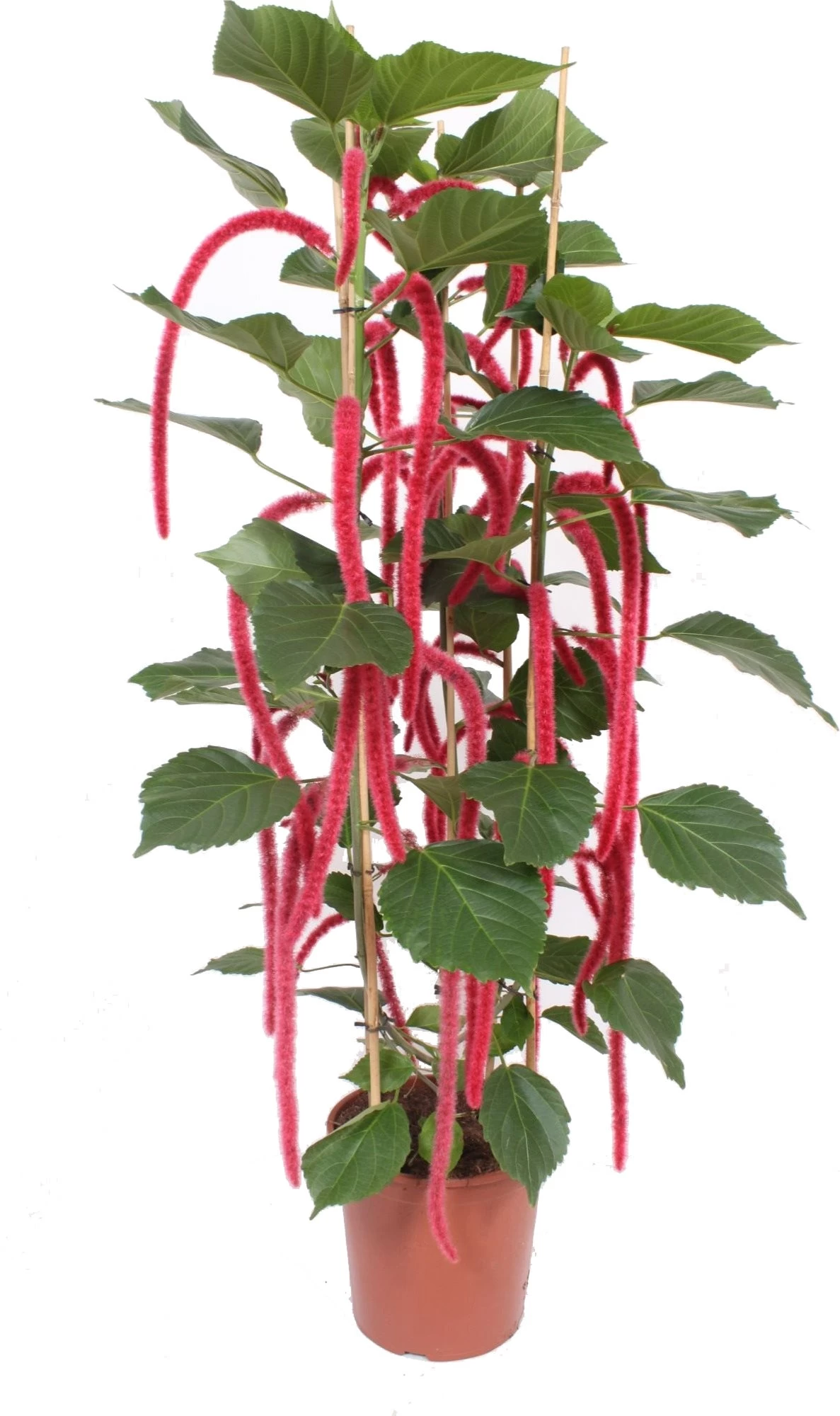 Kattenstaart (Acalypha Hispida) D 30 H 180 Cm 1 Kattenstaart (Acalypha Hispida) D 30 H 180 Cm