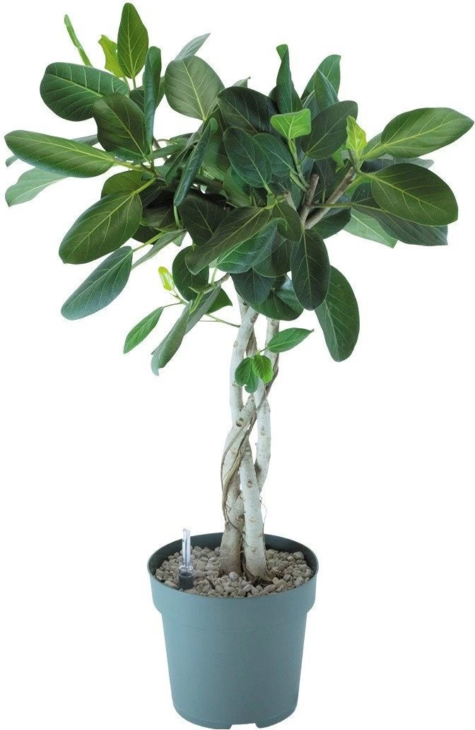 Banyanvijg Op Gevlochten Stam (Ficus Benghalensis 'Audrey') D 27 H 110 Cm 1 Banyanvijg Op Gevlochten Stam (Ficus Benghalensis 'Audrey') D 27 H 110 Cm