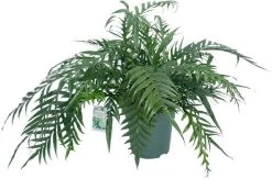 Slangenblad (Aglaomorpha Coronans 'Jim') D 30 H 80 Cm