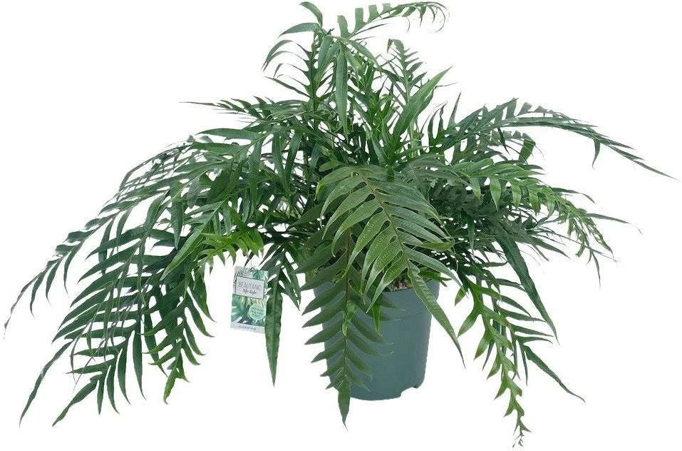 Slangenblad (Aglaomorpha Coronans 'Jim') D 30 H 80 Cm 1 Slangenblad (Aglaomorpha Coronans 'Jim') D 30 H 80 Cm