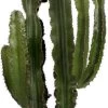 Cowboycactus (Euphorbia Erytrea ) D 40 H 160 Cm
