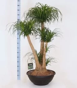 Olifantenpoot (Beaucarnea Recurvata) D 60 H 170 Cm