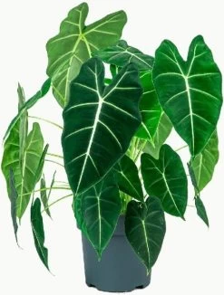 Olifantsoor (Alocasia 'Frydek') D 21 H 80 Cm