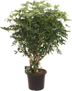 Vingersboom Bonsai (Schefflera Arboricola) D 40 H 160 Cm