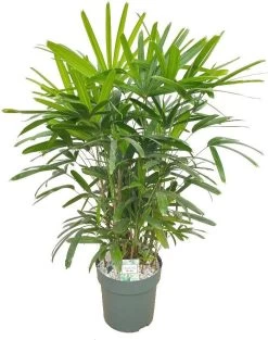 Bamboepalm (Rhapis Excelsa) D 30 H 110 Cm