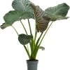 Olifantsoor (Alocasia 'Regal Shields') D 24 H 110 Cm