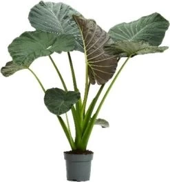Olifantsoor (Alocasia 'Regal Shields') D 32 H 140 Cm