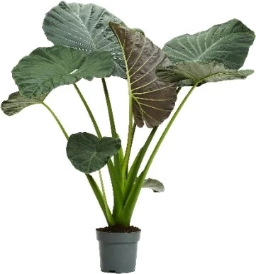 Olifantsoor (Alocasia 'Regal Shields') D 32 H 140 Cm 1 Olifantsoor (Alocasia 'Regal Shields') D 32 H 140 Cm
