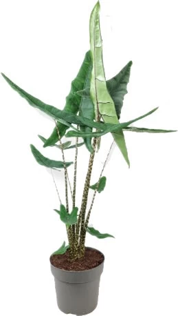 Olifantsoor (Alocasia 'Tigrina') D 24 H 100 Cm 1 Olifantsoor (Alocasia 'Tigrina') D 24 H 100 Cm