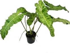 Philodendron Op Mosstok (Philodendron 'Paraiso') D 19 H 90 Cm