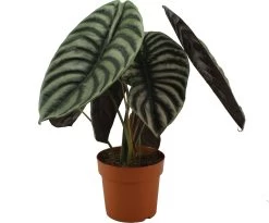 Olifantsoor XL (Alocasia Cuprea) D 21 H 40 Cm