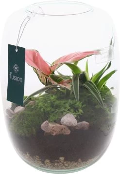 Intratuin Arrangement Kamerplant In Glazen Vaas D 19 H 22,5 Cm