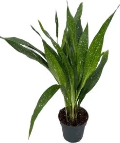 Kwartjesplant (Aspidistra Vietnamensis 'Milky Way') D 17 H 70 Cm