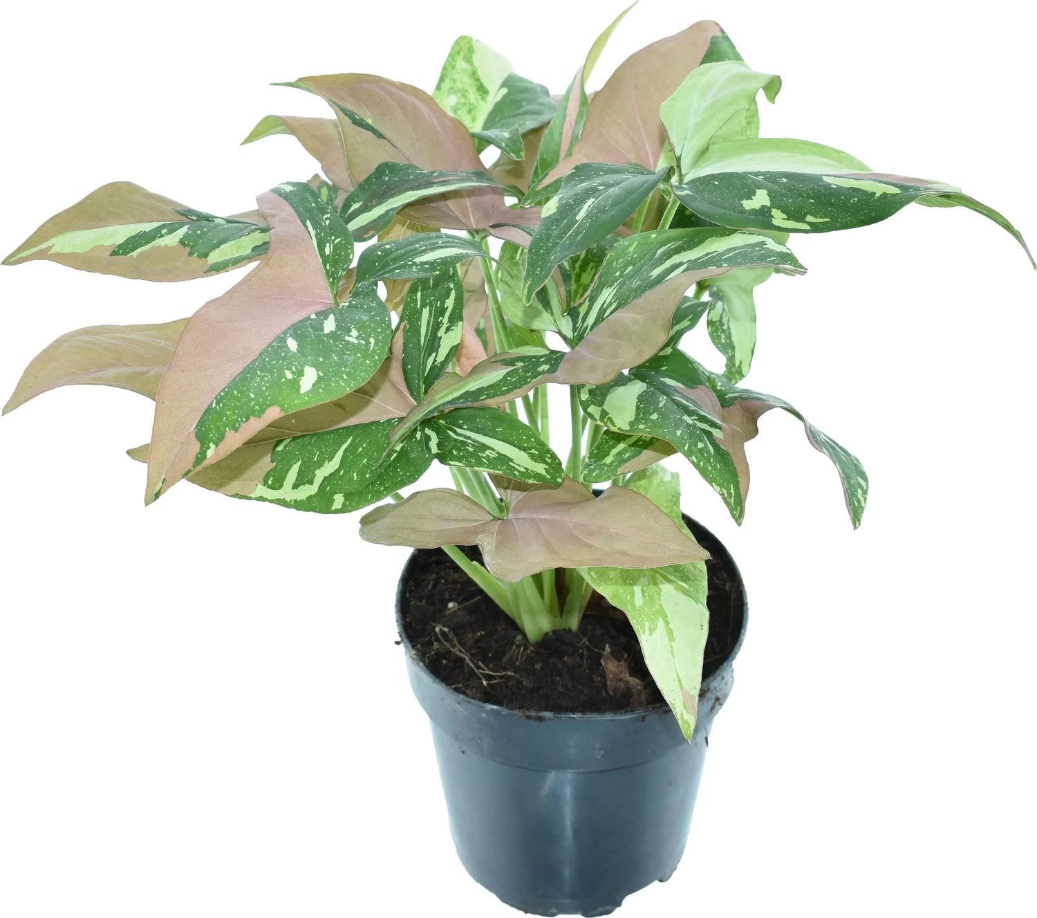 Syngonium (Syngonium 'Red Spot Tricolor') D 12 H 35 Cm 1 Syngonium (Syngonium 'Red Spot Tricolor') D 12 H 35 Cm