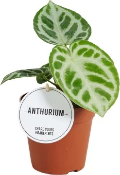 Aderplant (Anthurium Crystallinum 'Silver Blush') D 12 H 30 Cm