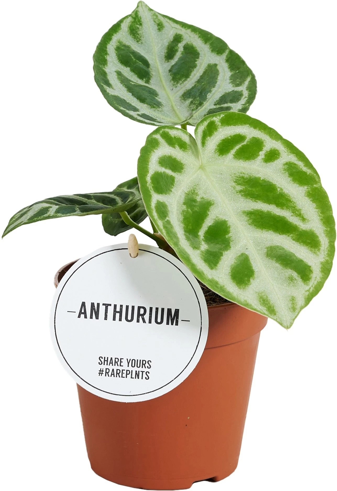 Aderplant (Anthurium Crystallinum 'Silver Blush') D 12 H 30 Cm 1 Aderplant (Anthurium Crystallinum 'Silver Blush') D 12 H 30 Cm