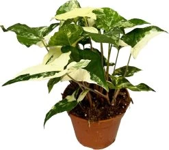Syngonium (Syngonium Albo 'Variegata') D 14 H 20 Cm